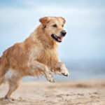 The Rise in Pet Health