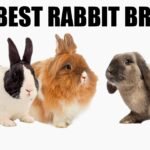 Best Breed Pet Rabbit