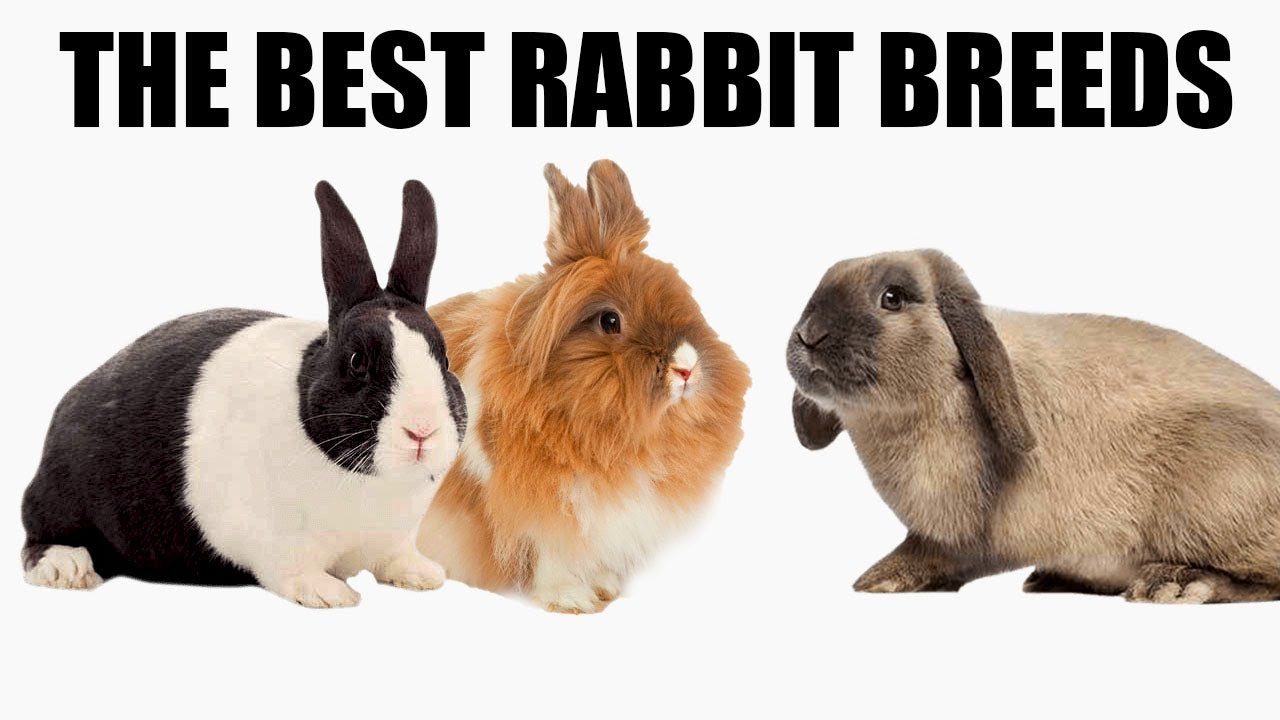 Best Breed Pet Rabbit